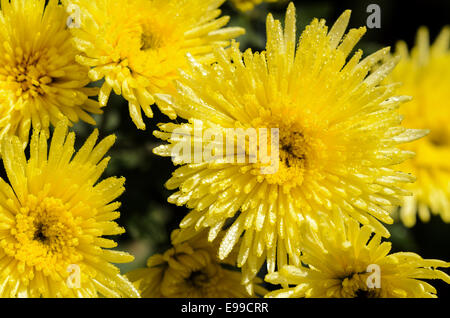 Ansicht von oben hautnah gelbe Chrysantheme Morifolium Blumen gefüllt mit Morgentau. Stockfoto