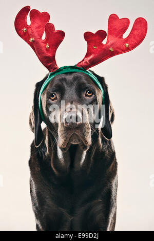 Chocolate Labrador mit Geweih Stockfoto