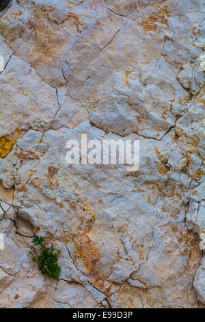 Kleine Pflanze, Wurzeln in einem Sprung von Kalkstein auf die Frioul-inseln, Marseille, Frankreich. Stockfoto