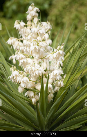 Porträt von Yucca Pflanze mit Blüten. Stockfoto