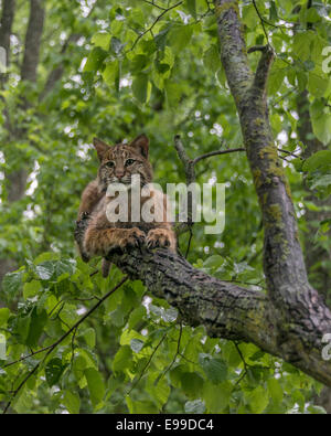 Bobcat auf einen Baum in der Nähe von Sandstein, Minnesota, USA Stockfoto