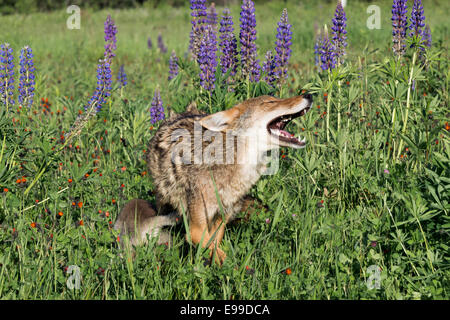 Coyote und Pup, spielen heulen, in der Nähe von Sandstein, Minnesota, USA Stockfoto