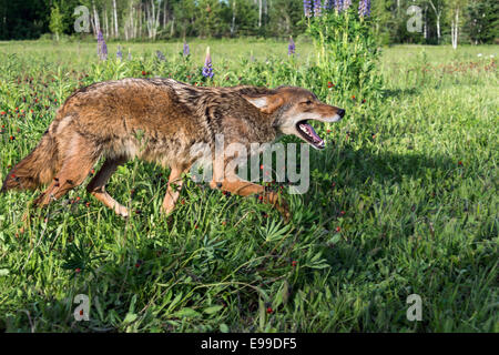 Coyote laufen durch eine Wildblumenwiese späten Tag in der Nähe von Sandstein, Minnesota, USA Stockfoto