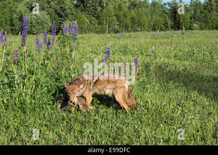 Coyote wacht über einen Welpen in der Nähe von Sandstein, Minnesota, USA Stockfoto