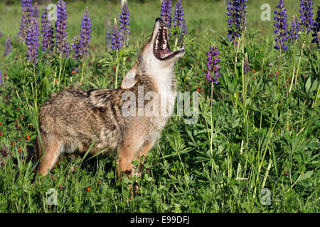 Kojote mit einen schönen Satz von Zähnen, in der Nähe von Sandstein, Minnesota, USA Stockfoto