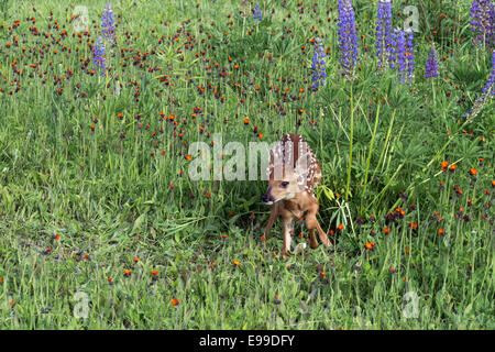 Rehkitz aufstehen auf seine Füße in eine Wildblumenwiese, in der Nähe von Sandstein, Minnesota, USA Stockfoto