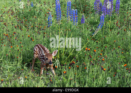 Rehkitz auf seinen Knien in eine Wildblumenwiese, in der Nähe von Sandstein, Minnesota, USA Stockfoto