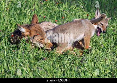 Weibliche Coyote und Welpen beim spielen, in der Nähe von Sandstein, Minnesota, USA Stockfoto