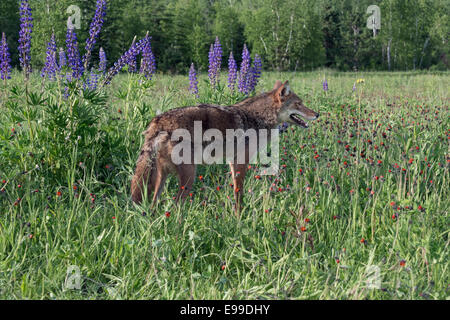 Weibliche Coyote in der Wildblumen, in der Nähe von Sandstein, Minnesota, USA Stockfoto