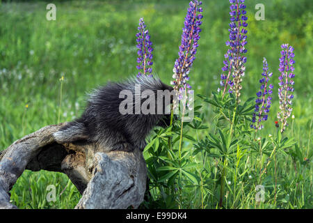 Stachelschwein Essen eine lupine Blüte, in der Nähe von Sandstein, Minnesota, USA Stockfoto