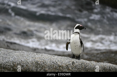 Afrikanischer Penguin in den Dämmerungen. Afrikanische Pinguin (Spheniscus Demersus), Nationalpark, Felsbrocken, Südafrika Stockfoto