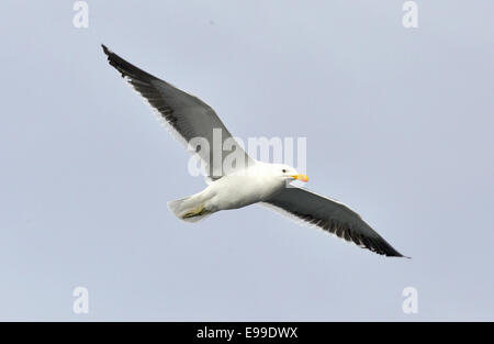 Fliegende Kelp Gull (Larus Dominicanus), auch bekannt als die Dominikaner Gül und schwarz unterstützt Kelp Gull. False Bay, Südafrika Stockfoto