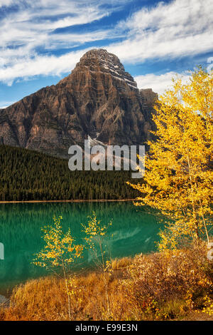 Herbst gold Aspen Wasservögel See mit Mt Chephren in Alberta die kanadischen Rockies und Banff Nationalpark entlang. Stockfoto