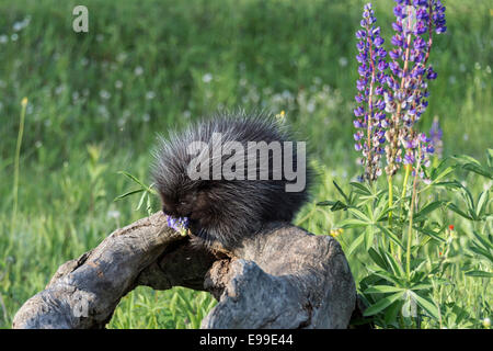 Junge Stachelschwein Essen eine lupine Blüte, in der Nähe von Sandstein, Minnesota, USA Stockfoto