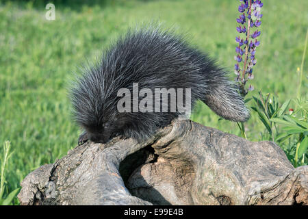 Junge Stachelschwein, Klauen und Heck zeigen, in der Nähe von Sandstein, Minnesota, USA Stockfoto