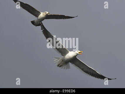 Fliegende Kelp Gull (Larus Dominicanus), auch bekannt als die Dominikaner Gül und schwarz unterstützt Kelp Gull. Stockfoto