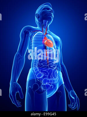 Darstellung der männlichen Herzanatomie Stockfoto