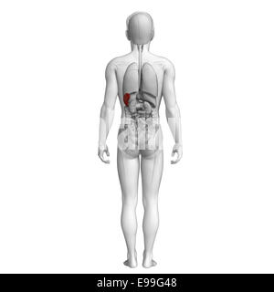 Darstellung der männlichen Milz Anatomie Stockfoto