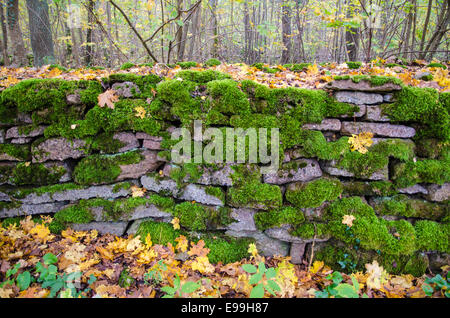 Detail von einem moosigen stonewall mit bunten Blättern im Herbst Stockfoto