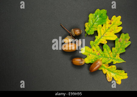 Herbstliche Dekoration mit bunten Eiche Blätter und Eicheln auf dunklem Hintergrund Stockfoto