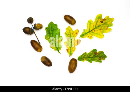 Herbst-Symbole Dekoration Stillleben mit Eiche Blätter und Eicheln auf weiß Stockfoto