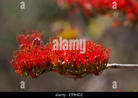 Die roten und grünen Blumen die Bushwillow gefunden in den trockenen Wäldern von Mexiko Stockfoto