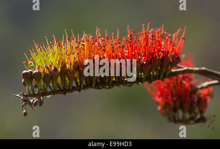 Die roten und grünen Blumen die Bushwillow gefunden in den trockenen Wäldern von Mexiko Stockfoto