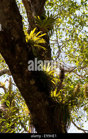 Eine Gruppe von Tillandsia, Pflanzen, ein epiphytischen Bromelien, auf einem Baum im Laguna Maria, Mexiko Stockfoto