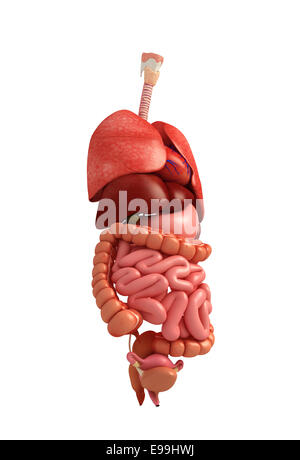 Darstellung der weiblichen Verdauungssystem Kunstwerk Stockfoto