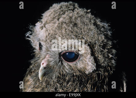 Young Eurasian Tawny Owl, Strix aluco, Strigidae, Italy, Europe Stockfoto