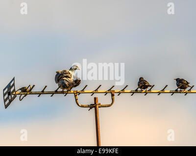 Weibliche wilde Taube [Columba] thront auf eine TV-Antenne, begleitet von zwei Starling. Stockfoto