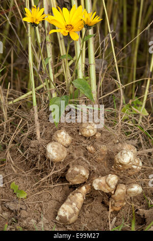 Arten essbare Knolle mit Wurzeln und Blumen Stockfoto