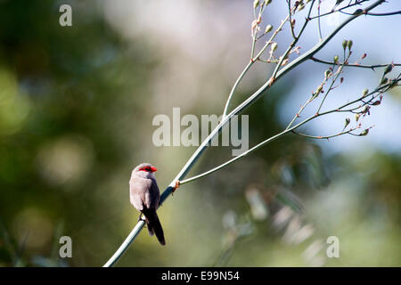 Gemeinsamen Wellenastrild, einer eingeführten afrikanischen Arten, Naturpark Ria Formosa, Algarve, Portugal. Stockfoto