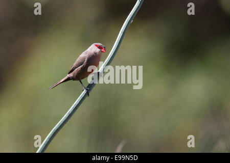 Gemeinsamen Wellenastrild, einer eingeführten afrikanischen Arten, Naturpark Ria Formosa, Algarve, Portugal. Stockfoto