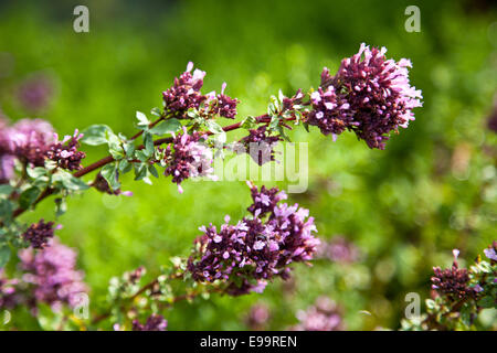 Oregano / echter Dost (Origanum Vulgare) Stockfoto