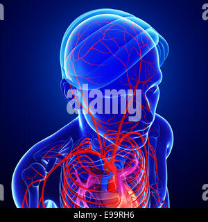 Illustration des menschlichen Kopfes Arterien Stockfoto