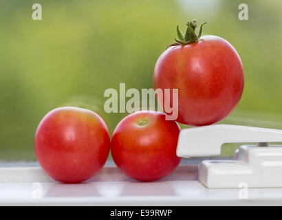 Reihe von Tomaten auf Fensterbank Stockfoto