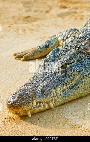 Nil-Krokodil (Crocodylus Niloticus) Stockfoto