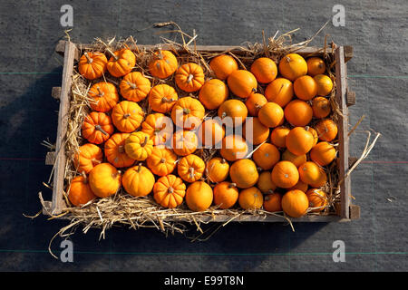 Ein hölzerner Anzeigefeld reif Mini Kürbisse und Zucchini im Stroh Stockfoto