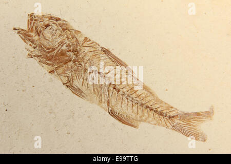 fossiler Fisch Dapalis Macrurus aus Frankreich Stockfoto