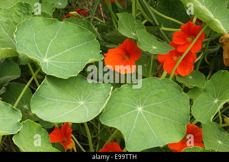 Kapuzinerkresse (Tropaeolum Majus) Stockfoto