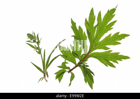 Beifuß (Artemisia Vulgaris) Stockfoto