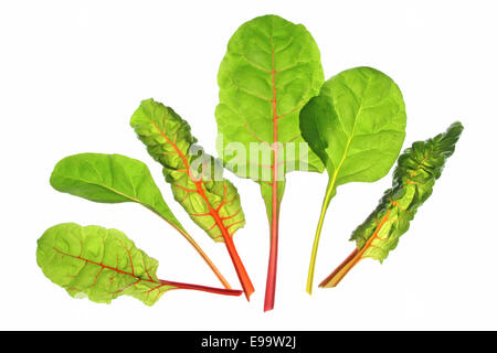 Mangold (Beta Vulgaris) Stockfoto