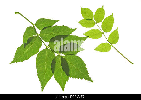 Gewöhnliche Esche (Fraxinus Excelsior) Stockfoto