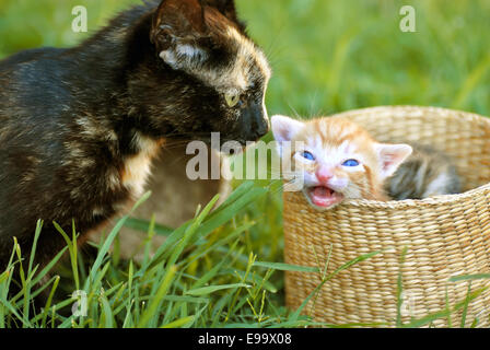 Mutter Katze und Kätzchen Stockfoto