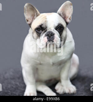 französische Bulldogge Welpen Stockfoto