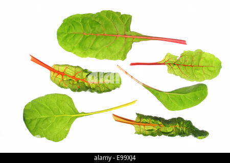 Mangold Blätter (Beta Vulgaris Subspecies Vulgaris) Stockfoto