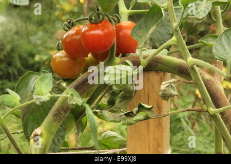 Braunfäule an Tomaten Stockfoto