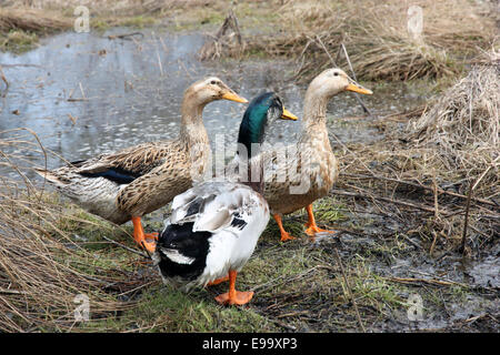 Drei schöne Enten Stockfoto