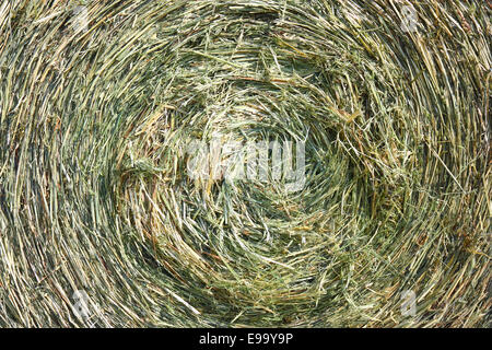 Eine Nahaufnahme von einer großen Kaution von Heu Stockfoto